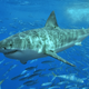 Illustration for article titled Newly Decoded Great White Shark Genome Hints at Why Theyre So Indestructibleem/emem/em